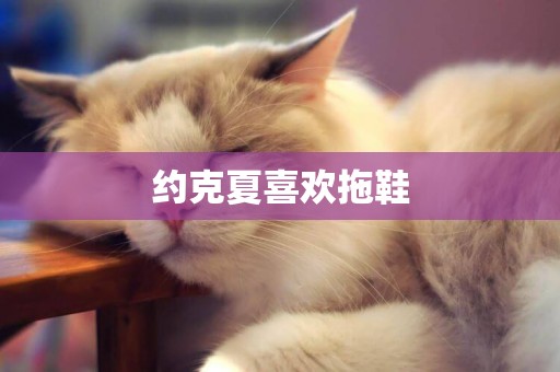 約克夏喜歡拖鞋