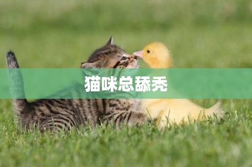 貓咪總舔禿