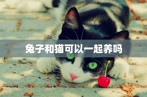 兔子和貓可以一起養嗎
