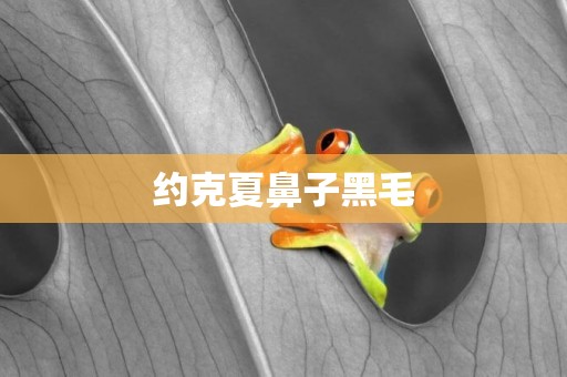 約克夏鼻子黑毛