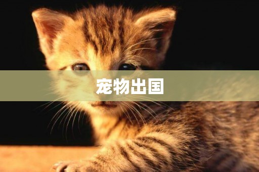寵物出國