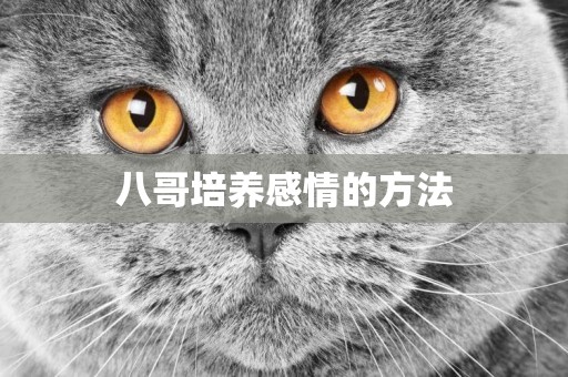 八哥培養感情的方法