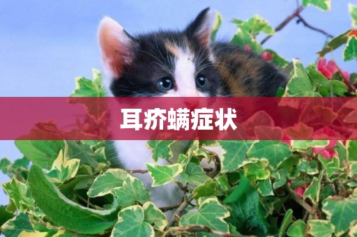耳疥螨癥狀