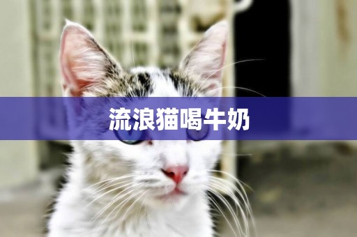 流浪貓喝牛奶