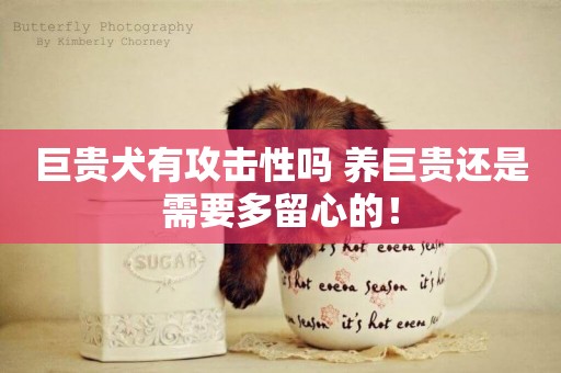 巨貴犬有攻擊性嗎 養巨貴還是需要多留心的！