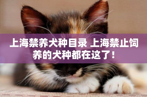 上海禁養犬種目錄 上海禁止飼養的犬種都在這了！