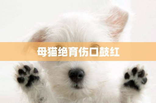 母貓絕育傷口鼓紅