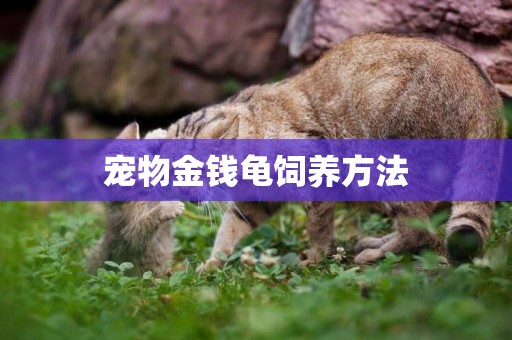 寵物金錢龜飼養方法
