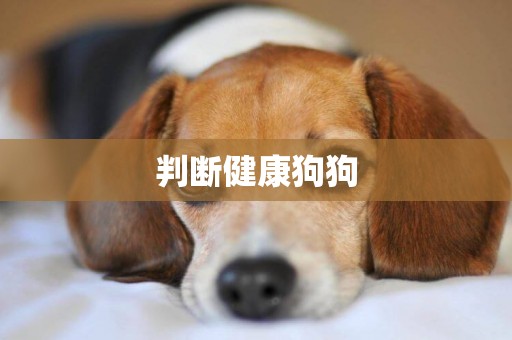 判斷健康狗狗