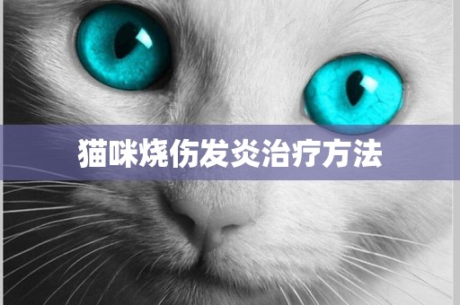 貓咪燒傷發炎治療方法