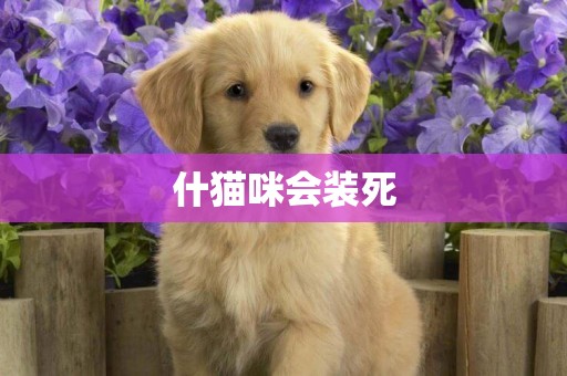 什貓咪會裝死
