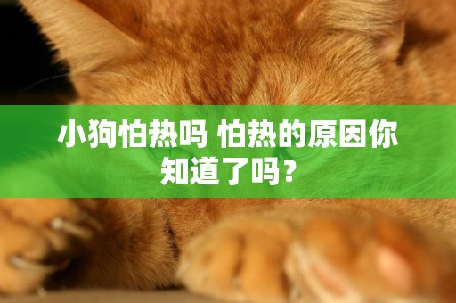 小狗怕熱嗎 怕熱的原因你知道了嗎? 小狗怕熱嗎 怕熱的原因你知道了嗎?