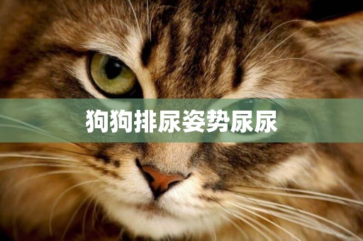 狗狗排尿姿勢尿尿