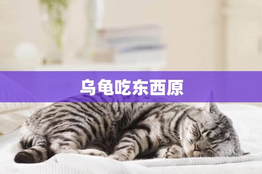 烏龜吃東西原
