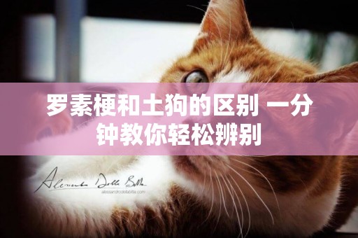 羅素梗和土狗的區別 一分鐘教你輕松辨別