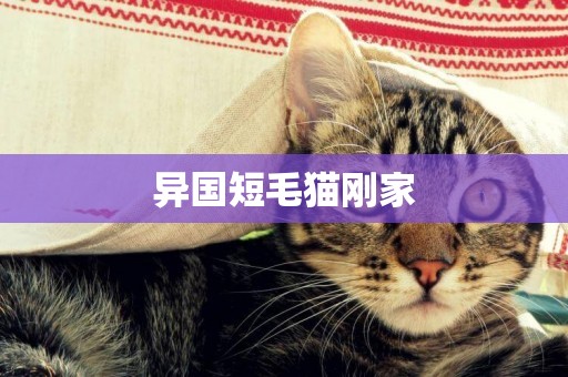 異國短毛貓剛家