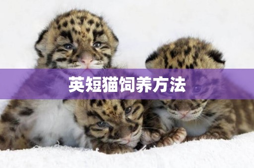 英短貓飼養方法