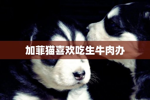 加菲貓喜歡吃生牛肉辦