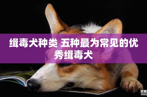 緝毒犬種類 五種最為常見的優秀緝毒犬