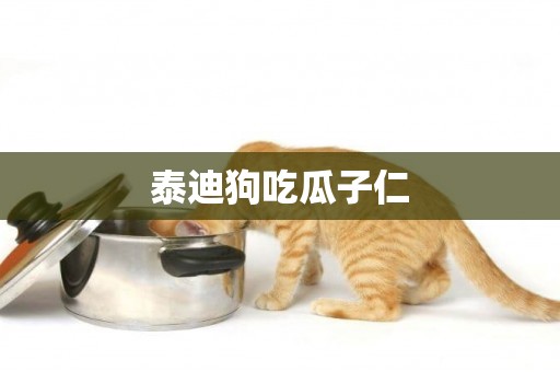 泰迪狗吃瓜子仁