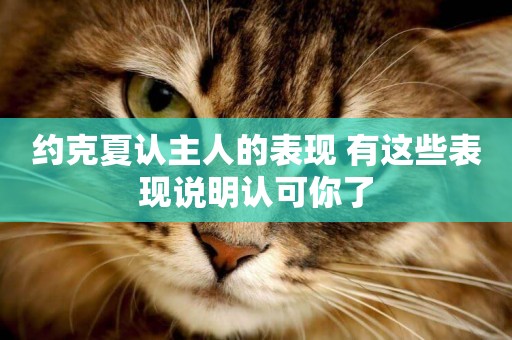 約克夏認主人的表現 有這些表現說明認可你了