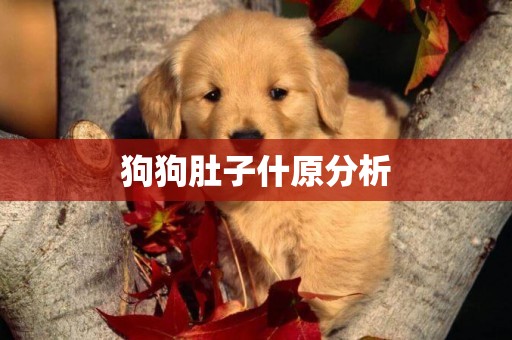 狗狗肚子什原分析