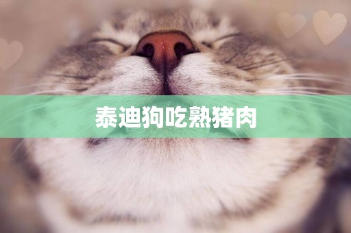 泰迪狗吃熟豬肉