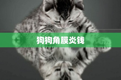 狗狗角膜炎錢