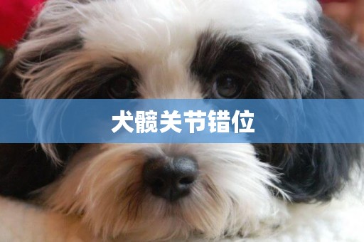 犬髖關節錯位