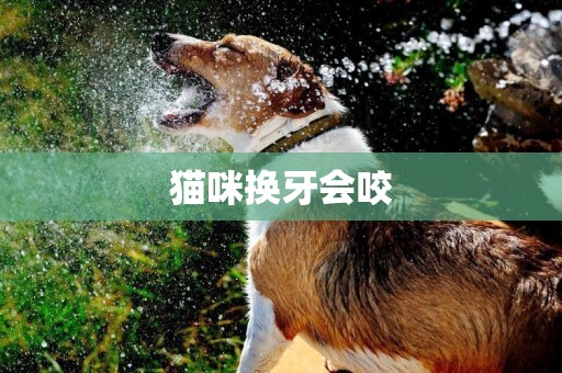 貓咪換牙會咬