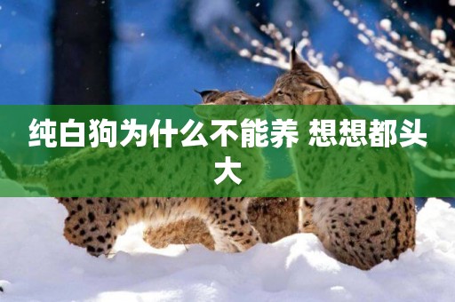 純白狗為什么不能養 想想都頭大