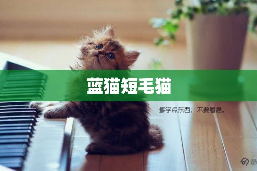 藍貓短毛貓