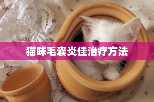 貓咪毛囊炎佳治療方法