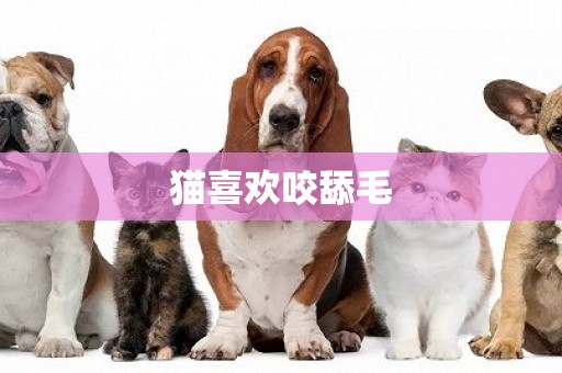 貓喜歡咬舔毛