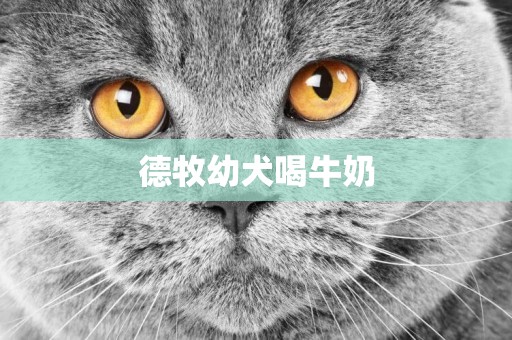 德牧幼犬喝牛奶