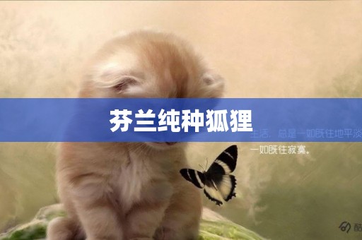 芬蘭純種狐貍