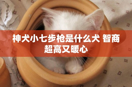 神犬小七步槍是什么犬 智商超高又暖心