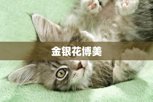 金銀花博美