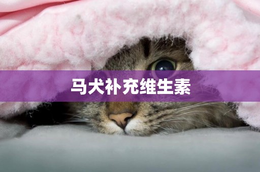 馬犬補充維生素