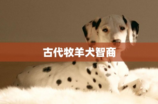 古代牧羊犬智商