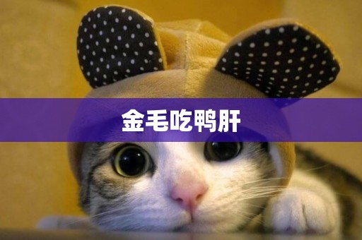 金毛吃鴨肝