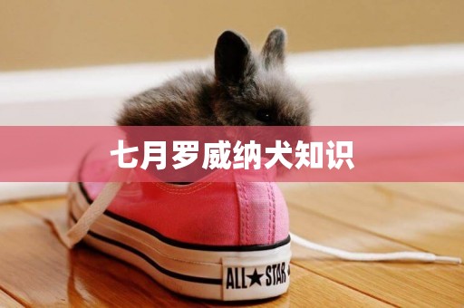 七月羅威納犬知識