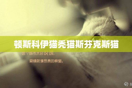 頓斯科伊貓禿貓斯芬克斯貓