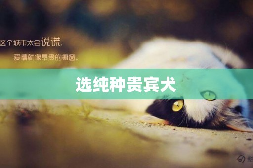選純種貴賓犬