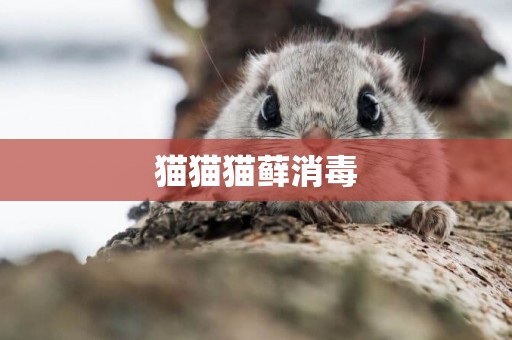 貓貓貓蘚消毒
