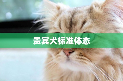 貴賓犬標準體態