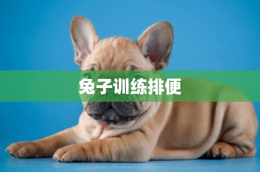 兔子訓練排便
