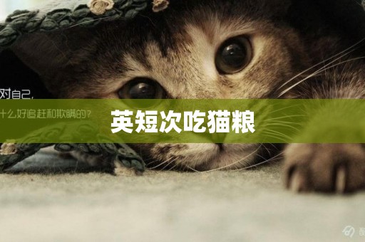 英短次吃貓糧