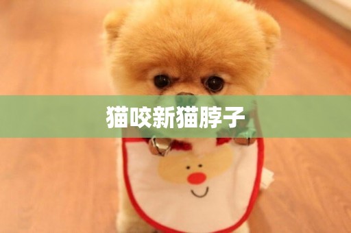 貓咬新貓脖子