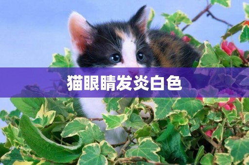 貓眼睛發炎白色